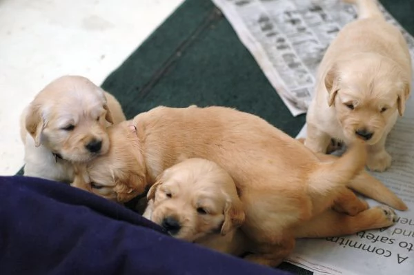 Eccellenti cuccioli di Golden Retriever