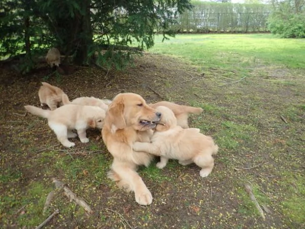 Adorabili e straordinari cuccioli di Golden Retriever | Foto 0