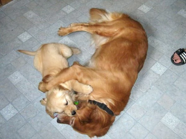 Adorabili e straordinari cuccioli di Golden Retriever