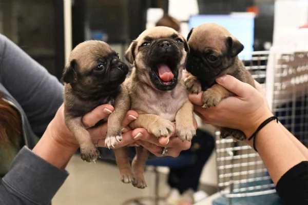 Fantastici cuccioli di carlino disponibili