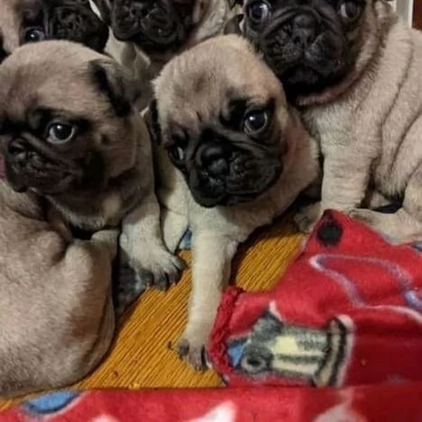 Cuccioli di Carlino Affettuosi