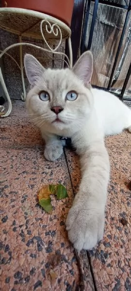 Gatto British blue point  | Foto 2