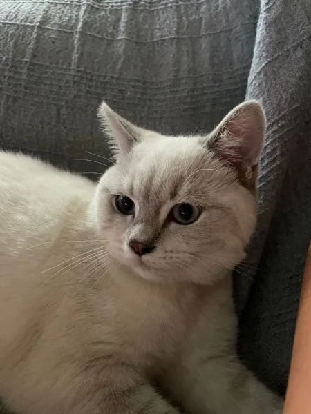 Gatto British blue point  | Foto 1