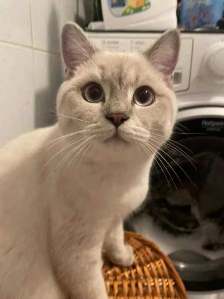 Gatto British blue point  | Foto 0