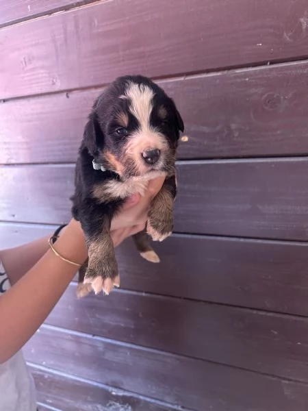 Bovaro del Bernese