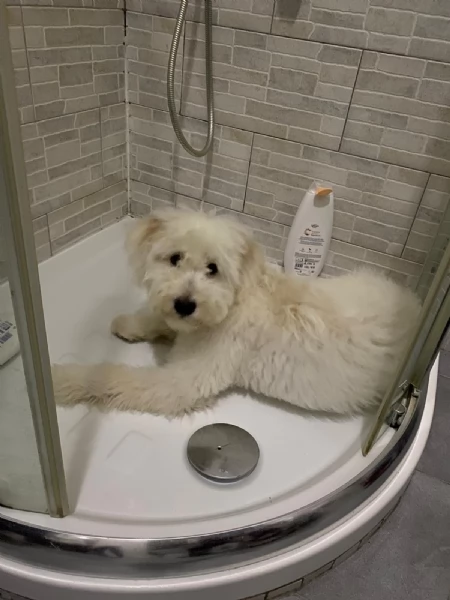 cane maltipoo bianco  | Foto 1