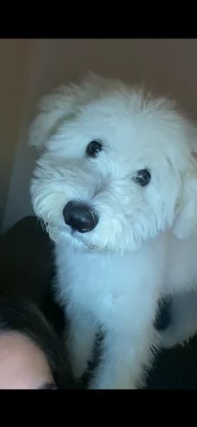 cane maltipoo bianco 