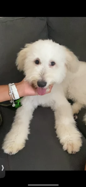 cane maltipoo bianco  | Foto 0