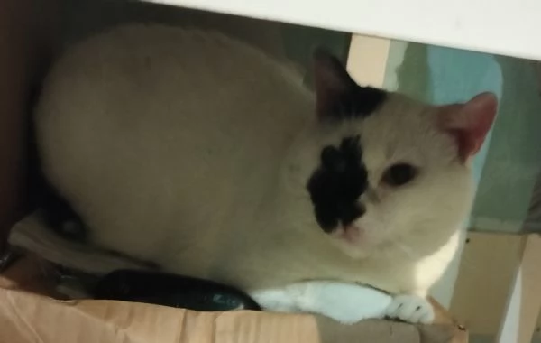 Chicco 2 anni