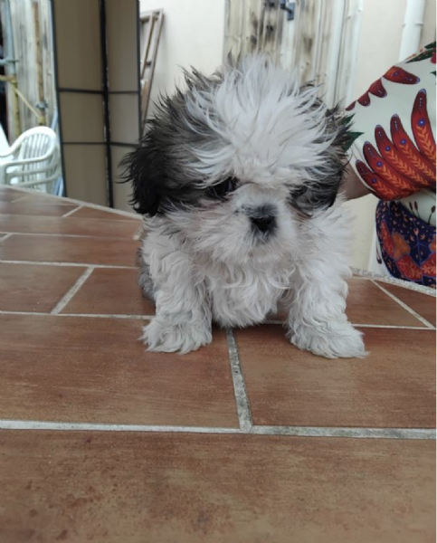   REGALO SHIHTZU  TOY | Foto 0