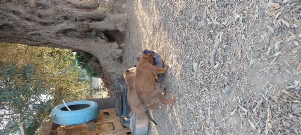 Pastore Belga Malinois 