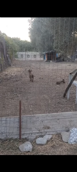 Pastore Belga Malinois  | Foto 1