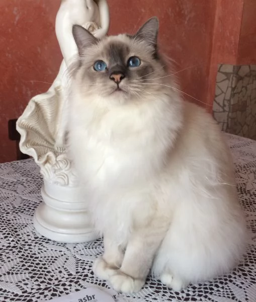 Gatto Sacro di Birmania 