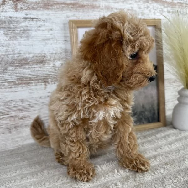 Maltipoo cuccioli maschio e femmina