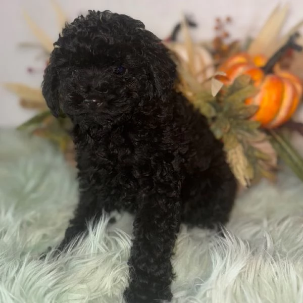 Barboncino Toy cuccioli maschio e femmina
