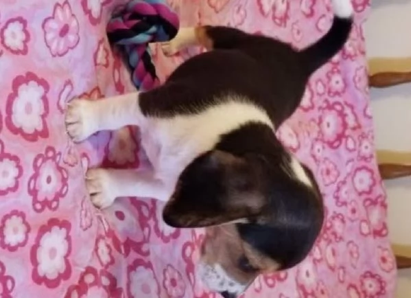 Beagle cuccioli maschio e femmina | Foto 0