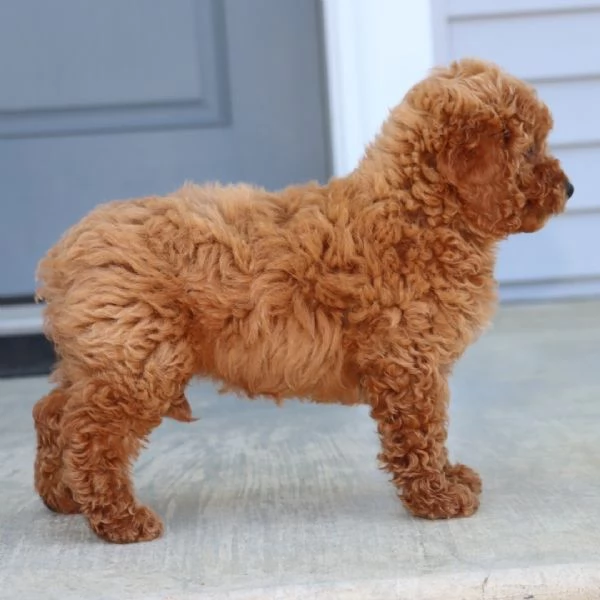 Barboncino Toy cuccioli maschio e femmina