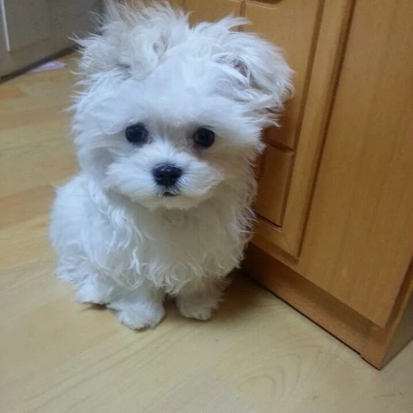  Maltese Toy cuccioli maschio e femmina | Foto 1