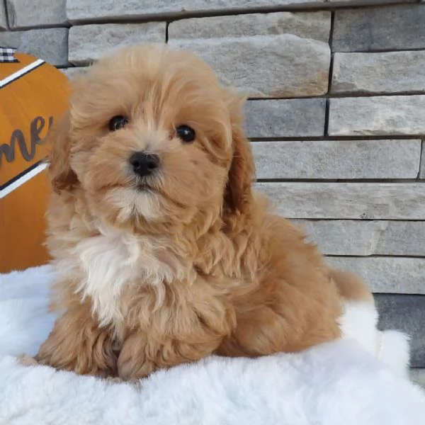 Maltipoo cuccioli maschio e femmina