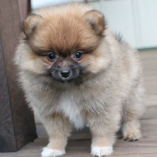Pomeranian Toy cuccioli maschio e femmina