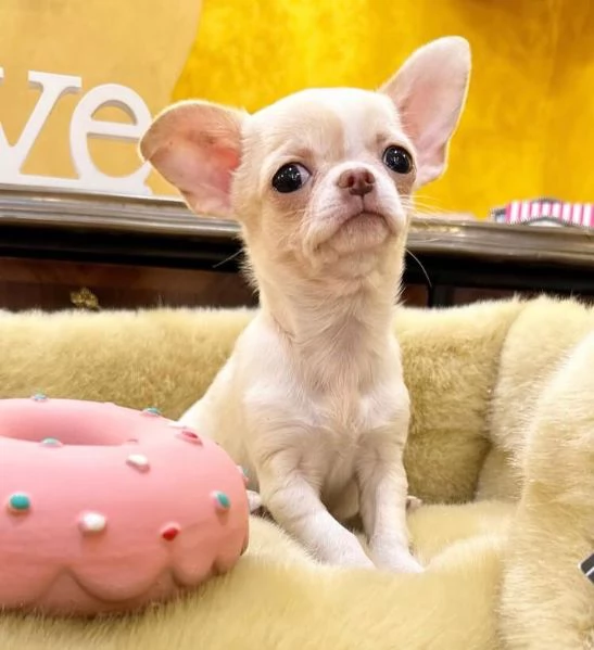 Chihuahua Toy cuccioli maschio e femmina | Foto 0