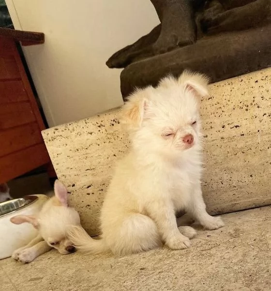Chihuahua Toy cuccioli maschio e femmina | Foto 0