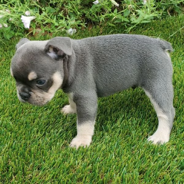  Bulldog Francese cuccioli maschio e femmina