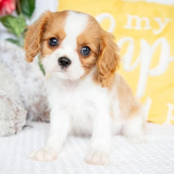 Cavalier King Charles cuccioli maschio e femmina | Foto 0