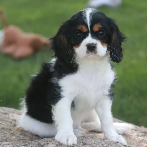 Cavalier King Charles cuccioli maschio e femmina