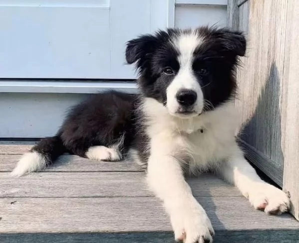 Border Collie cuccioli maschio e femmina | Foto 0