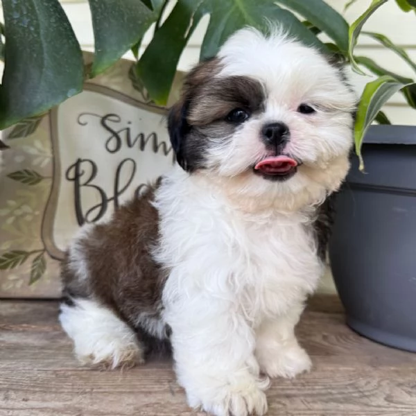 Shitzu cuccioli maschio e femmina
