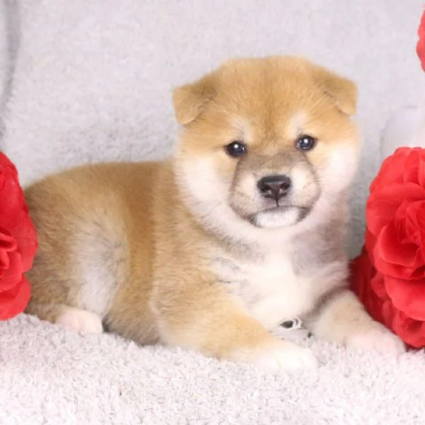 Shiba Inu cuccioli maschio e femmina