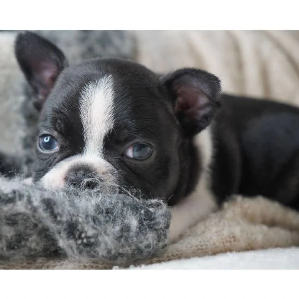 Boston terrier cuccioli maschio e femmina | Foto 0