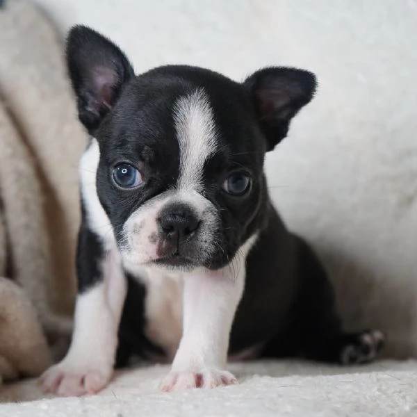 Boston terrier cuccioli maschio e femmina