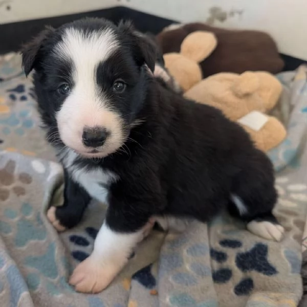 Border Collie cuccioli maschio e femmina