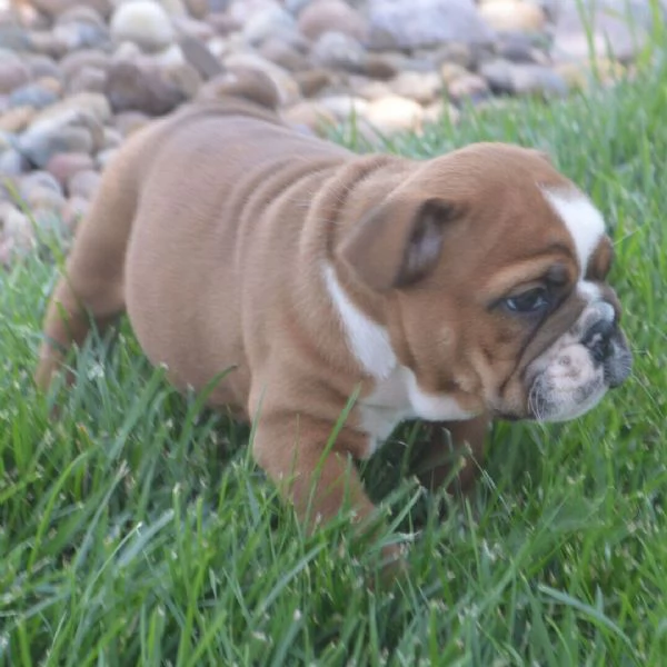 Bulldog Inglese cuccioli maschio e femmina