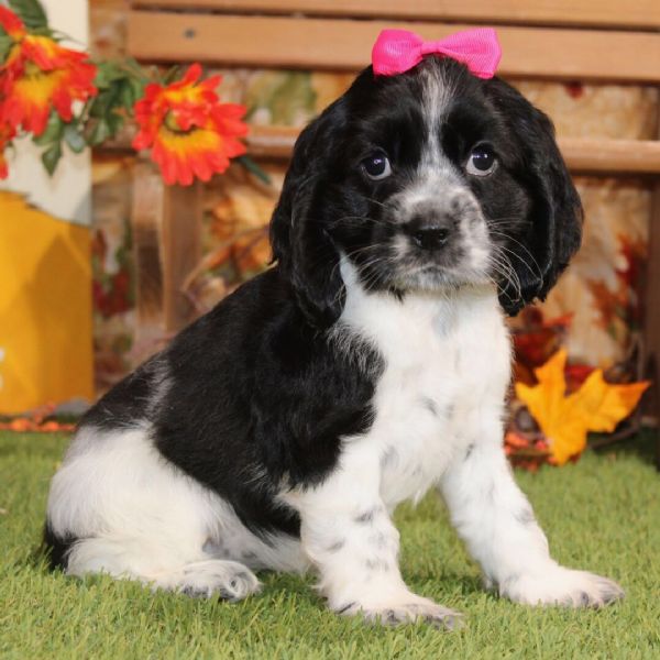 Cocker spaniel cuccioli maschio e femmina | Foto 0