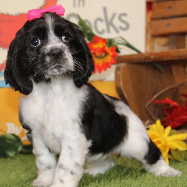Cocker spaniel cuccioli maschio e femmina