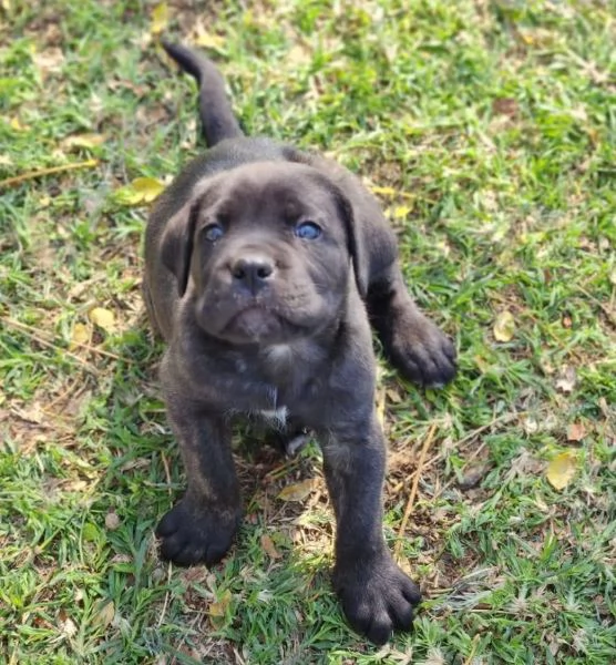 Cane Corso cuccioli maschio e femmina