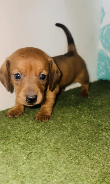 Regala un adorabile Bassotto maschio e femmina
