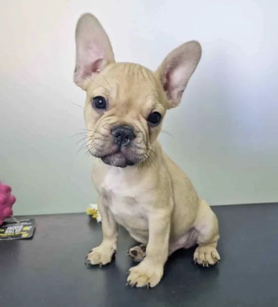 Regala un adorabile Bulldog francese maschio e femmina