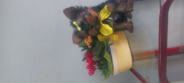 Yorkshire toy | Foto 6
