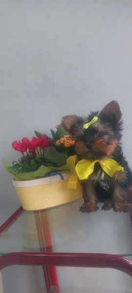 Yorkshire toy