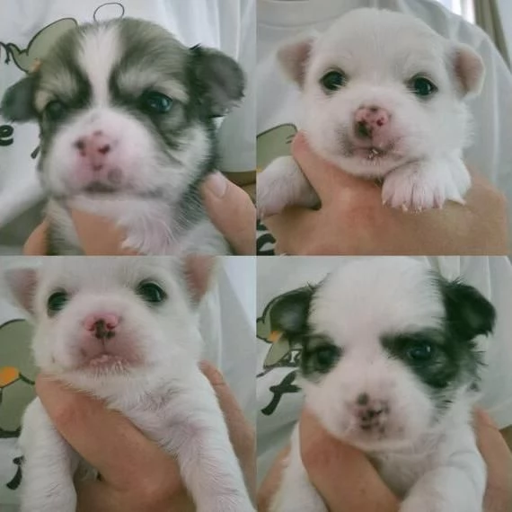 Cuccioli di Chihuahuas