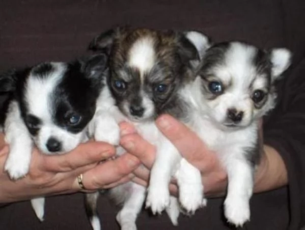 dolci cuccioli di Chihuahua pronti
