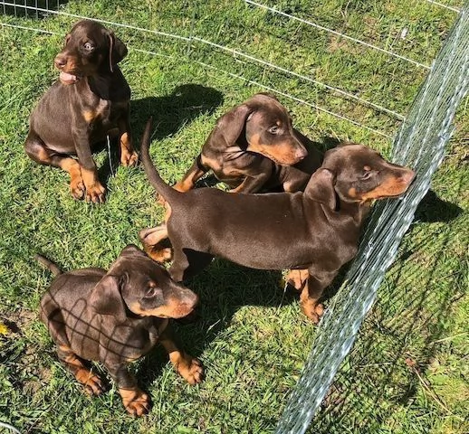 cuccioli dobermann selezionati 