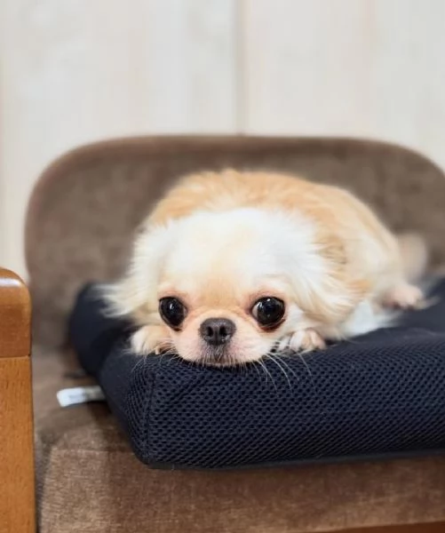 Disponibili cuccioli di Chihuahua per ladozione | Foto 1