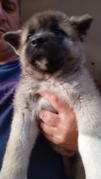 Akita americano