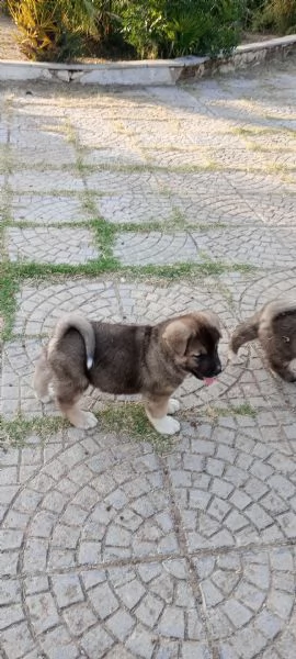 Akita americano | Foto 2