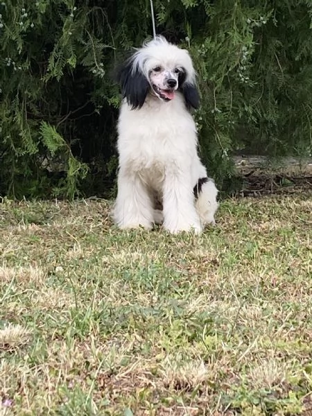 Cane Crestato Cinese  Cuccioli | Foto 6